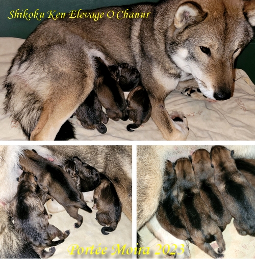 shikoku ken o chanur