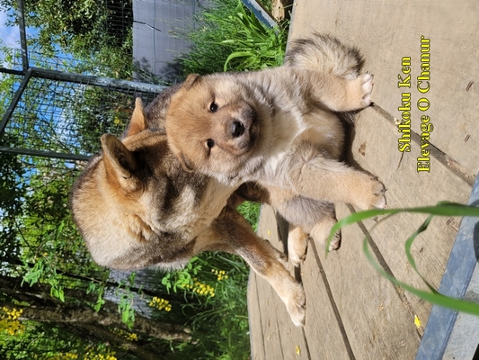 shikoku ken o chanur