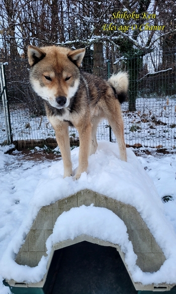 shikoku ken o chanur