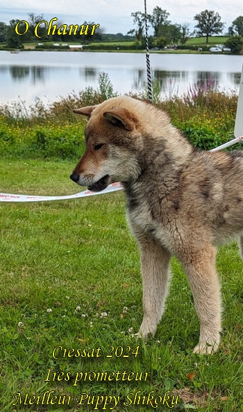 shikoku ken o chanur