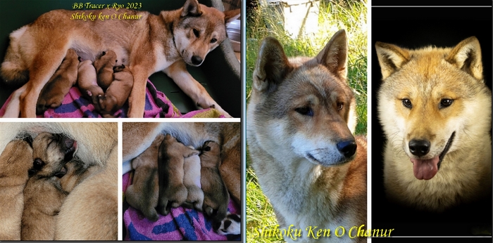 shikoku ken o chanur shikoku ken o chanur
