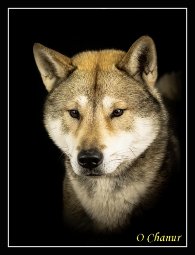 shikoku ken o chanur