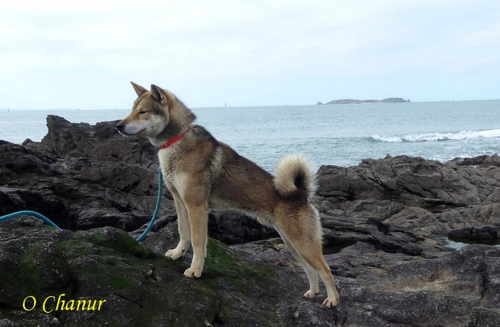 shikoku ken o chanur