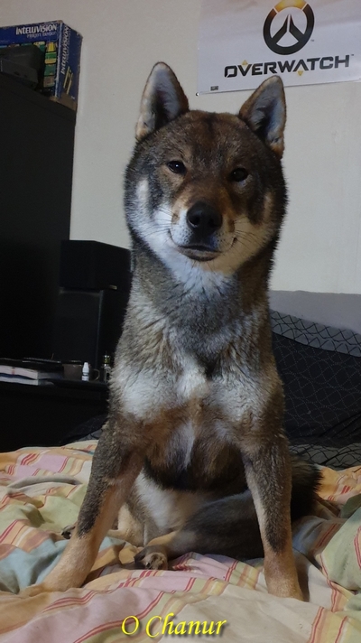 shikoku ken o chanur
